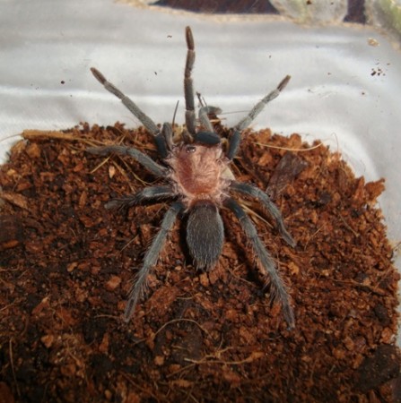 Holothele sp.Rio Napo